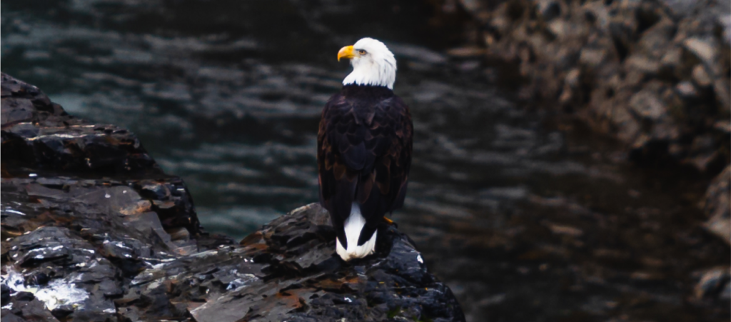 Cinematic picture of bald eagle sitting on riverbank.