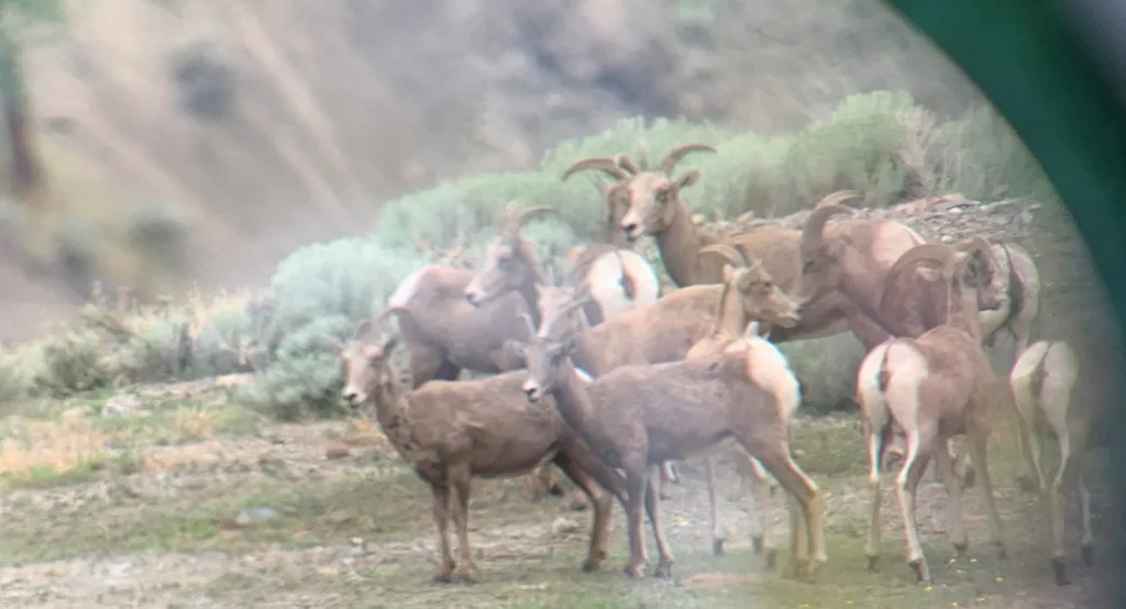 Bighorn Sheep seen through spotting scope at the Pavilion Mountain polygon in July 2022. Photo taken by Nina Andrascik.